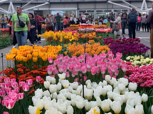 Tulipa Flores Uma Exposição — Fotografia de Stock