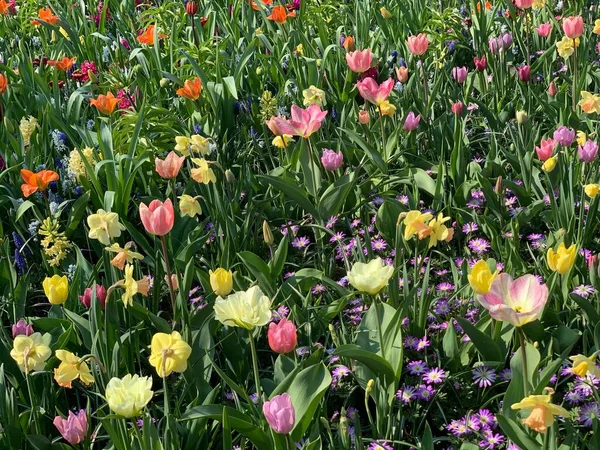 Tulipanes Rosa Claro Amarillo Púrpura — Foto de Stock