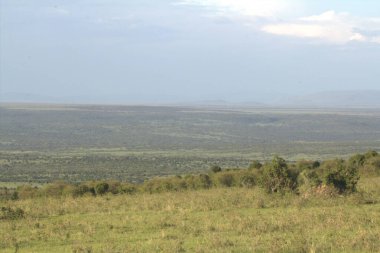 Peyzaj - Tepedeki Yeşil Çimen