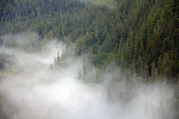 Landschaft Bäume Auf Nebligem Hügel — Stockfoto