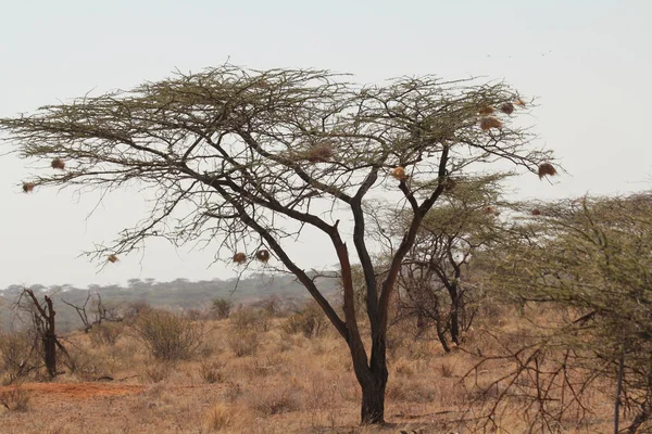 Landschap Boom Met Veel Vogelnesten — Stockfoto