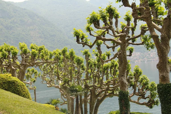 Árboles Paisaje Cerca Del Agua Corriente — Foto de Stock