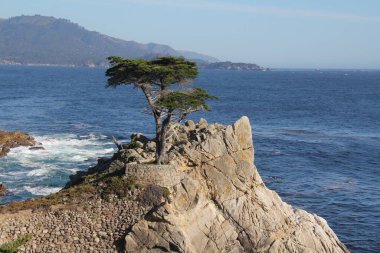 Kaya Yakınındaki Bir Kaya Görünümünde Cypress Ağacı