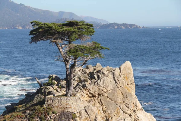 Kayadaki Selvi Ağacı