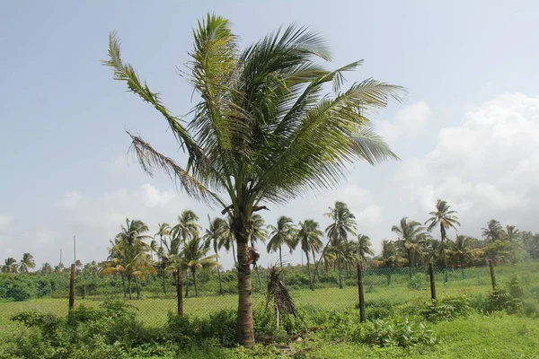 Coconut Grove Windy Day — Stock Photo, Image