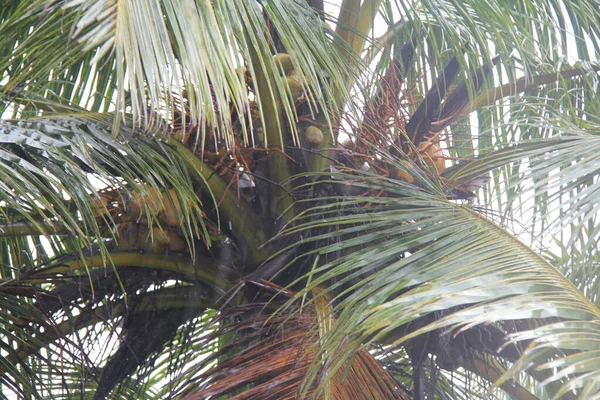 Coconut Tree Coconuts Closeup View — Stock Photo, Image