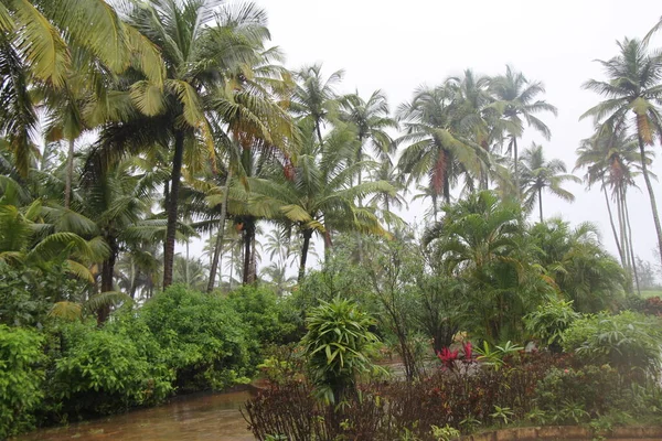 Kokosbomen Bij River Side — Stockfoto