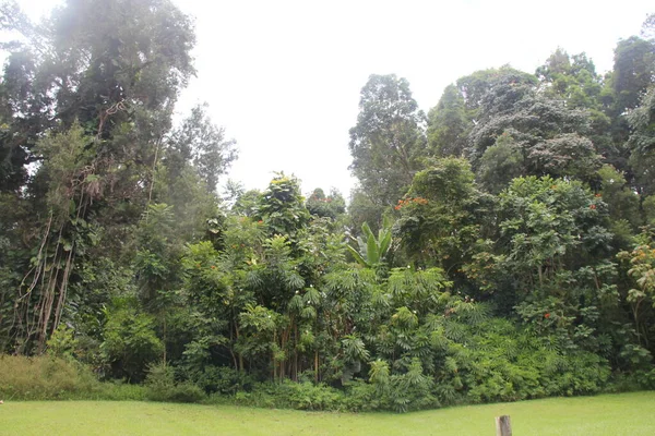 Groene Hoge Bomen Struiken Gras Gazon — Stockfoto