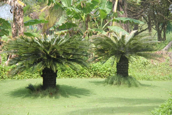 Cycas Bomen Een Tuin — Stockfoto