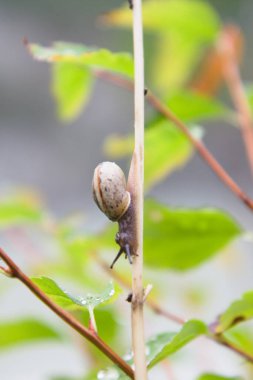 Altay dağlarında bir koklea, Rusya