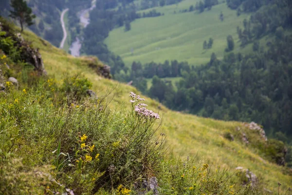 Flowers Altay Mountains Siberia Russia — Stock Photo, Image