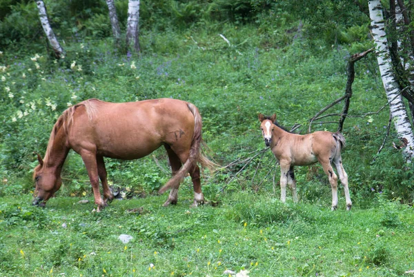 Horses Altay Mountains Siberia Russia — Stock Photo, Image