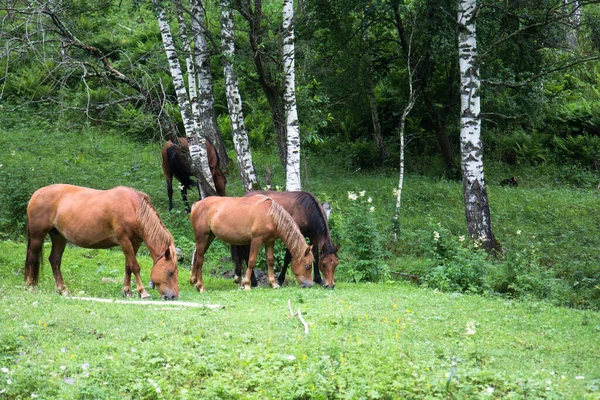 Konie Górach Altay Syberia Rosja — Zdjęcie stockowe