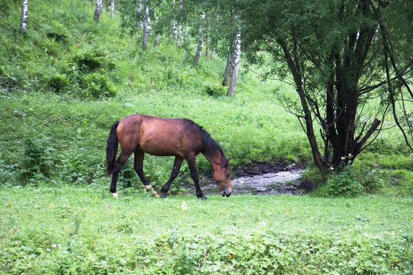 Kůň Horách Altay Sibiř Rusko — Stock fotografie