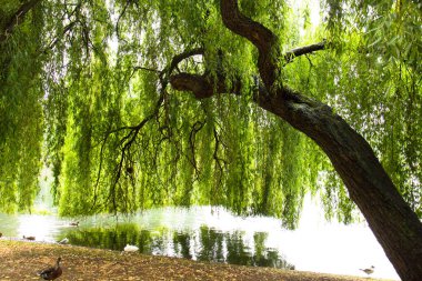Almanya, Düsseldorf 'a park et.
