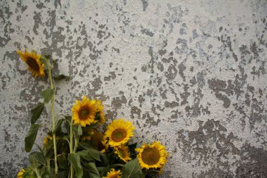 Eski bir duvarın arkasında bir buket ayçiçeği çiçeği. Duvardaki çatlak boya ve çiçekler. Sokakta bir buket çiçek..