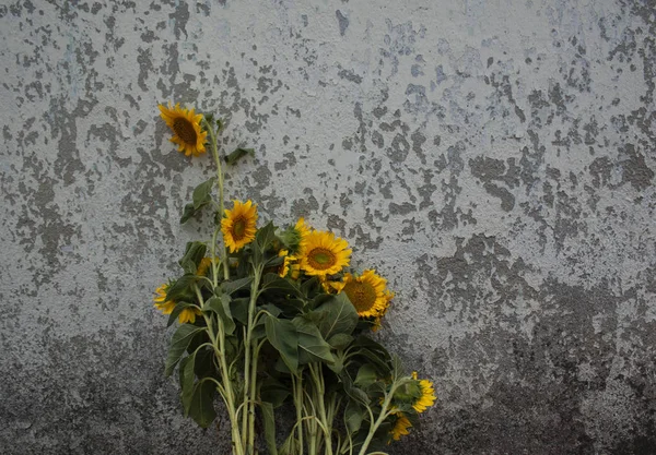 Buchet Flori Floarea Soarelui Fundalul Unui Perete Vechi Vopsea Crăpată — Fotografie, imagine de stoc
