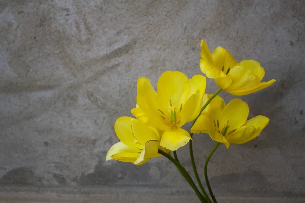 dört sarı lale çiçeği. Çiçek açan lale tomurcukları. Boş bir dokunun arka planında bir buket çiçek..