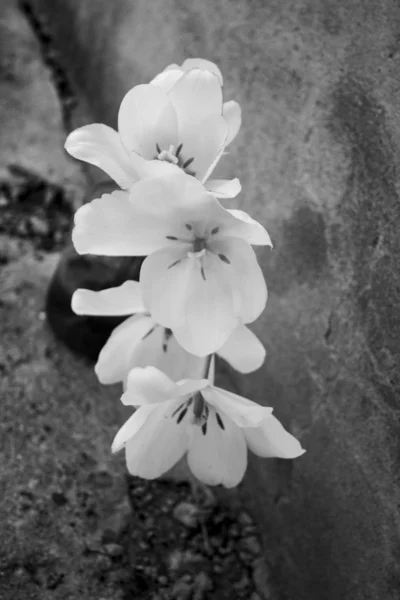 Черно Белое Фото Тюльпанов Открытыми Бутонами Букет Цветов Банке Фоне — стоковое фото