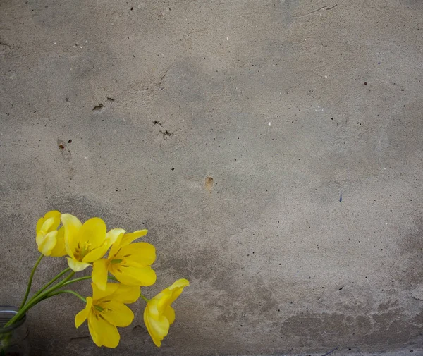 Négy Sárga Tulipán Virág Tulipánok Virágzó Rügyei Csokor Virág Háttérben — Stock Fotó
