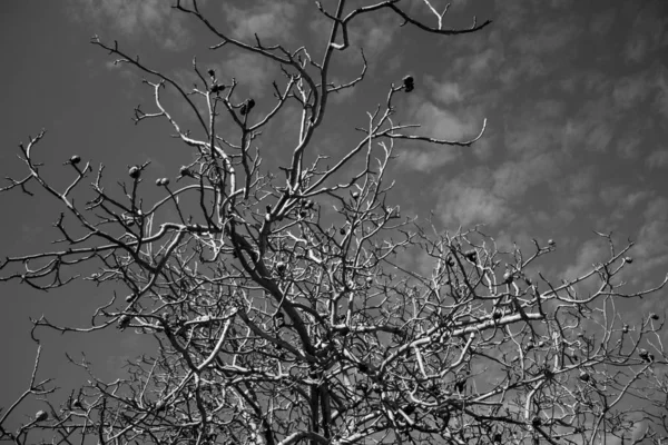 walnut tree without leaves against the sky. branches of a tree after falling of foliage. black and white photo.