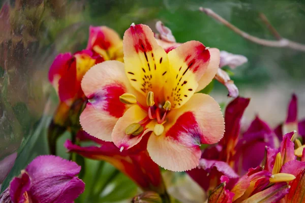 Peruanische Lilienblüte Nahaufnahme Hintergrund Der Rosa Gelben Blüten — Stockfoto