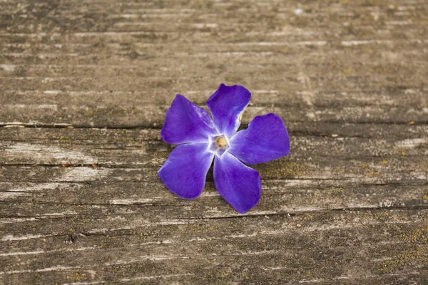 Singură Floare Nuanță Albastră Aproape Masă Lemn Floare Periwinkle Fundal — Fotografie, imagine de stoc