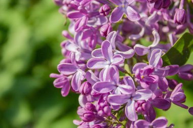 Leylak çiçekleri kapanıyor. Açık güneşli bir günde yeşil yaprakların üzerinde açan leylak dalı
