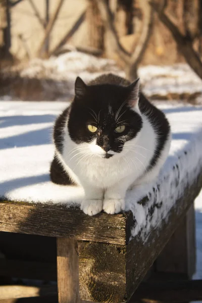 Black White Cat Sits Snow Covered Table Yard — 图库照片