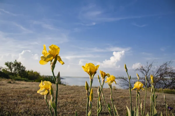 Żółte Irysy Kwiatów Niebie Łąki Nad Rzeką — Zdjęcie stockowe