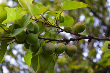 Ağaç dallarında olgunlaşmamış kayısı meyveleri. yeşil olgunlaşmamış meyveler