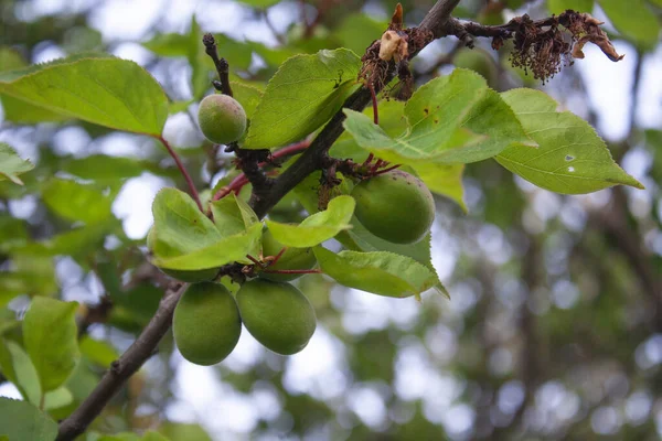 Ağaç dallarında olgunlaşmamış yeşil kayısı meyveleri
