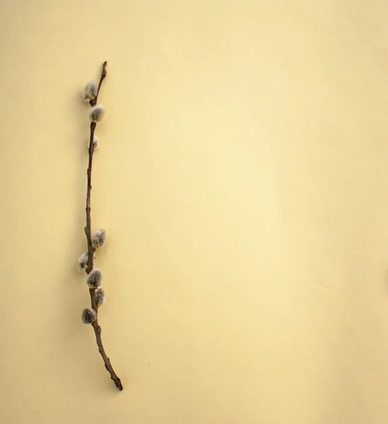 Bej arka planda tomurcukları olan söğüt filizleri