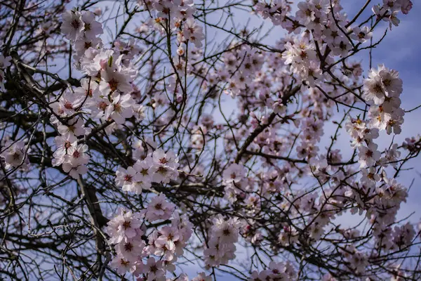 Zweige Eines Blühenden Baumes Vor Blauem Himmel Blühender Aprikosenbaum Frühling — Stockfoto