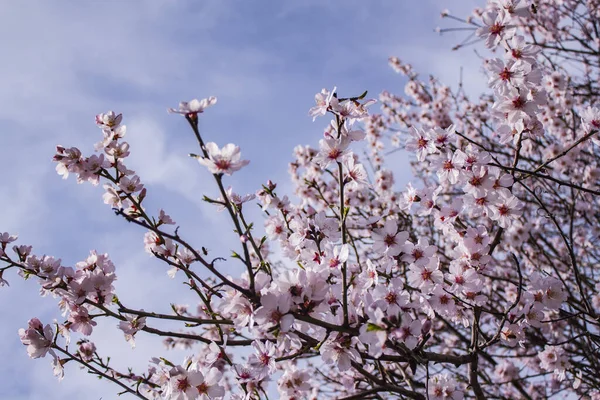 Zweige Eines Blühenden Aprikosenbaums Vor Blauem Himmel Blühender Frühlingsbaum — Stockfoto