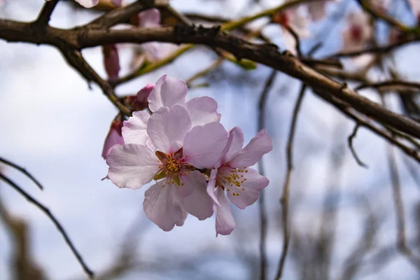 Fiori Albicocca Ramo Albero Primo Piano — Foto Stock