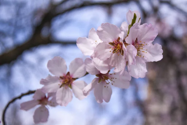 Fiori Albicocca Ramo Primo Piano Ambiente Naturale Contro Cielo — Foto Stock