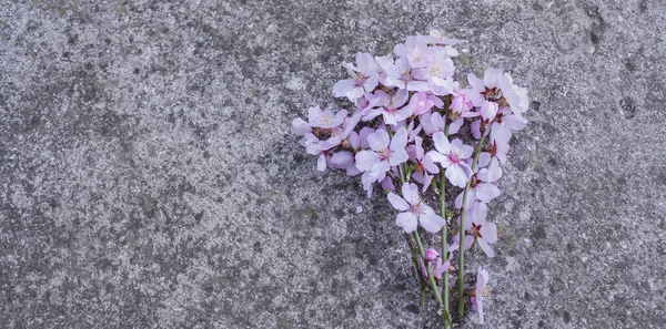 Buchet Crengi Caise Înfloritoare Află Placă Ciment — Fotografie, imagine de stoc