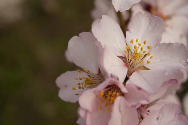 Aprikosenblüte Aus Nächster Nähe Staubgefäße Einer Blütenknospe — Stockfoto