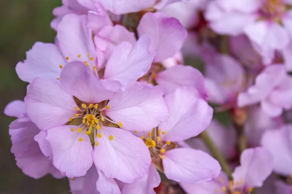 Abricot Groupe Floral Close — Photo