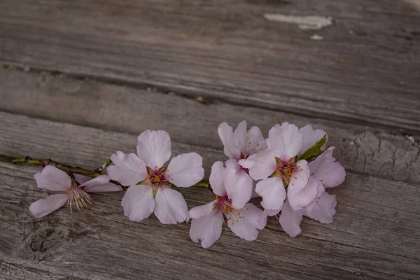 Fleurs Abricot Gros Plan Sur Des Planches Bois Fleurs Roses — Photo