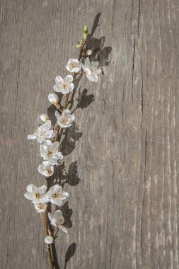 Ahşap bir masada çiçek açan erik filizi. dikey resim