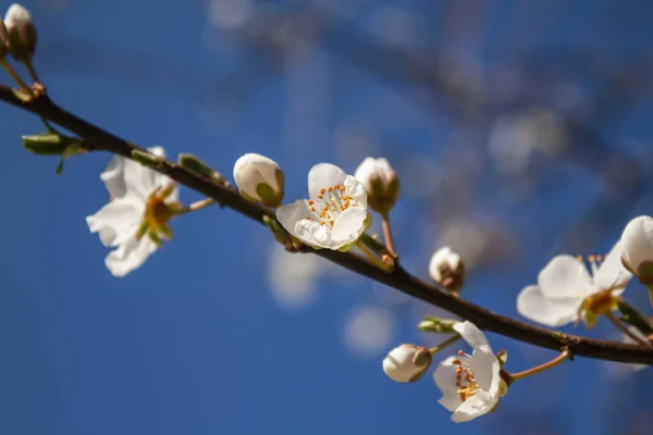 Pruimenboom Bloemen Close Een Boom Tak Een Achtergrond Van Blauwe — Stockfoto