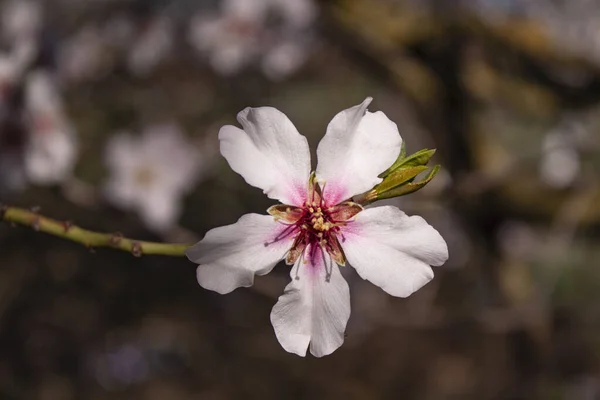 Gros Plan Simple Fleur Amande Sur Une Branche Arbre — Photo