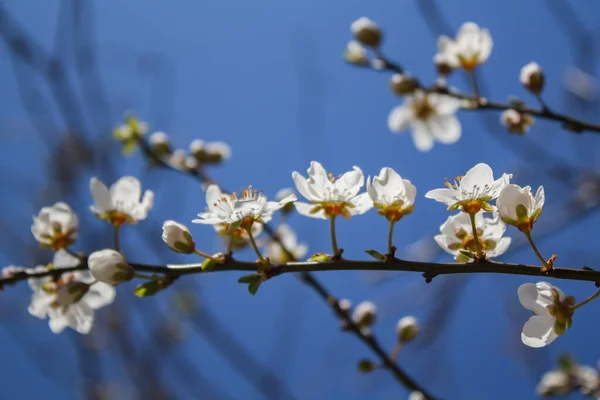 Flores Ciruelo Primer Plano Una Rama Árbol Destacan Por Los — Foto de Stock