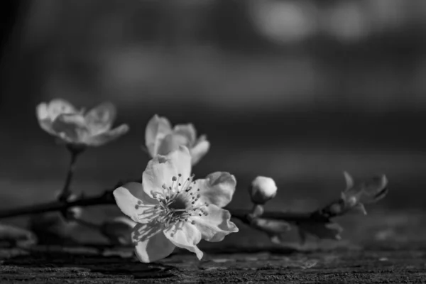 梅の木の花を閉じる 庭のテーブルの上に 白黒写真です — ストック写真