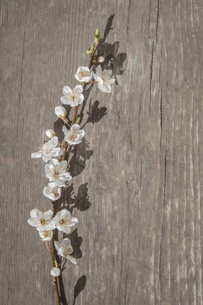 Prune Înflorite Masă Lemn Fotografie Verticală — Fotografie, imagine de stoc