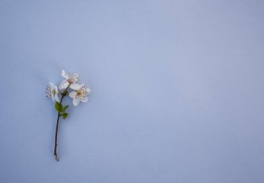Çiçek açan meyve filizleri mavi boş bir arka planda yatıyor.