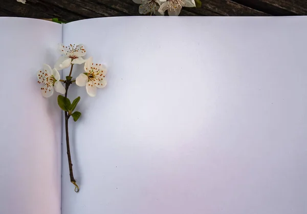 Floração Raminho Árvore Fruto Encontra Uma Folha Branca Branco Caderno — Fotografia de Stock
