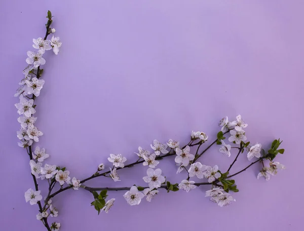 Boş bir arkaplanda çiçek açan meyve dalları